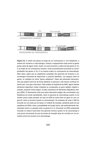 141
Figura 5.2. A ordem dos genes ao longo de um cromossomo é, com freqüência, a
mesma em humanos e camundongos, embora o espaçamento exato entre os genes
possa variar de algum modo. Assim, se você encontrar a ordem de três genes A, 8 e
C ao longo de um cromossomo humano, muito provavelmente encontrará os corres-
pondentes dos genes A, B e C na mesma ordem no cromossomo do camundongo.
Além disso, agora que as seqüências completas dos genomas de humanos e ca-
mundongos encontram-se disponíveis, é possível identificar, nos espaços entre os
genes, os vestígios de vários "genes saltadores". Estes são elementos transmissí-
veis que podem inserir-se de forma aleatória no genoma e até mesmo continuar fa-
zendo isso, num grau mais baixo. Pela análise da seqüência de DNA, alguns desses
elementos adquiriram muitas mutações se comparados ao gene saltador original e,
portanto, parecem muito antigos. A estes chamamos de Elementos Repetitivos Anti-
gos (ERA). É interessante notar que esses elementos antigos são encontrados com
freqüência em locais semelhantes, tanto no genoma do camundongo quanto no do
homem (como neste exemplo, em que um ERA se acha entre um gene A e em um
gene B, tanto no humano quanto no camundongo). Os exemplos de onde o ERA foi
truncado em um exato par de bases no instante da inserção, perdendo parte de sua
seqüência de DNA e toda a possibilidade de função futura, são particularmente inte-
ressantes (como no exemplo entre os genes 8 e C). Encontrar um ERA exatamente
truncado no mesmo local tanto num genoma humano quanto no do camundongo é
uma prova convincente de que tal evento de inserção deve ter ocorrido em um an-
cestral comum ao humano e ao camundongo.
 