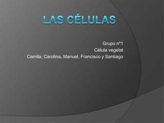 Las células Grupo nº1 Célula vegetal  Camila, Carolina, Manuel, Francisco y Santiago 