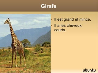 Girafe Il est grand et mince. Il a les cheveux courts.