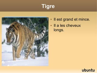Tigre Il est grand et mince. Il a les cheveux longs.