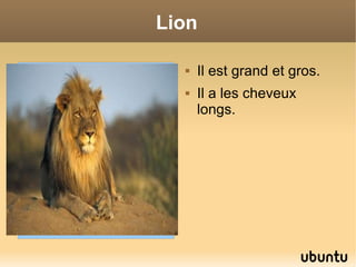 Lion Il est grand et gros. Il a les cheveux longs.
