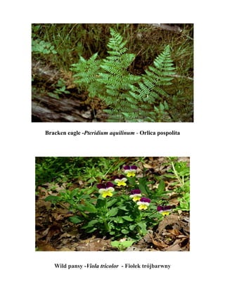 Bracken eagle -Pteridium aquilinum - Orlica pospolita




   Wild pansy -Viola tricolor - Fiołek trójbarwny
 