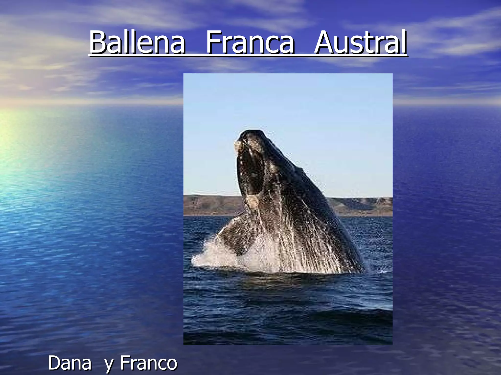 Ballena Franca Austral Dana y Franco