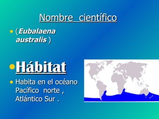 Nombre científico ( Eubalaena australis ) Hábitat Habita en el océano Pacífico norte , Atlántico Sur .