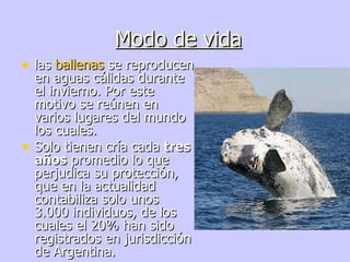 Modo de vida las ballenas se reproducen en aguas cálidas durante el invierno. Por este motivo se reúnen en varios lugares del mundo los cuales. Solo tienen cría cada tres años promedio lo que perjudica su protección, que en la actualidad contabiliza solo unos 3.000 individuos, de los cuales el 20% han sido registrados en jurisdicción de Argentina.
