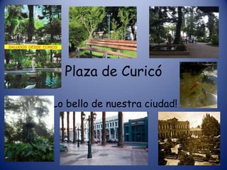Plaza de Curicó

¡Lo bello de nuestra ciudad!
 