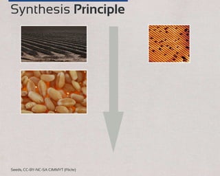 Synthesis Principle
Seeds, CC-BY-NC-SA CIMMYT (Flickr)
 