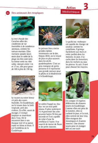 Approche Atelier
MédiathèqueDes animaux des tropiques
La mer chaude des
Caraïbes offre des
conditions de vie
favorables à de nombreux
animaux, comme les
tortues marines. Elles
viennent pondre leurs
œufs dans le sable de la
plage où elles sont nées.
La tortue verte ou «tôti
soley> mesure entre 1 m
et 1,5 m, elle peut peser
de 100 à plus de 150 kg.
Le racoon ou raton laveur
vit près des zones
humides. En Guadeloupe,
on le trouve dans la forêt
tropicale, près des
rivières. En effet, avant de
manger, il trempe
toujours sa nourriture
dans l’eau. On le
reconnaît bien à son
masque noir et sa queue
rayée en blanc et brun. Il
est l’emblème de la
Guadeloupe.
Le poisson lion a treize
grandes épines
venimeuses sur le dos.
Depuis 2010, on le trouve
de plus en plus souvent
dans les récifs
guadeloupéens. C’est un
gros mangeur de petits
poissons et il représente
une grande menace pour
la pêche et la biodiversité
à la Guadeloupe.
Le colibri huppé ou «fou­
fou» est un tout petit
oiseau. Il pèse seulement
3 à 4 grammes! Ses ailes
peuvent battre 50 fois par
seconde et il est capable
de voler d’une île
antillaise à l’autre. Il se
nourrit de nectar de fleurs
et de petits insectes.
Le gecko ou «mabouya»
est capable de changer de
couleur, comme les
caméléons. Il grimpe
facilement aux murs et
entre parfois dans les
maisons. Le jour, il se
cache dans les bananiers,
dans les rochers ou sous
les pierres. Le soir, il sort
pour chasser les insectes.
On compte 13 espèces
différentes de chauves-
souris en Guadeloupe.
Comme elles ont peur de
la lumière, elles se
cachent le jour, et la nuit,
elles sortent de leur trou.
Elles mangent des
moustiques et d’autres
insectes. Une chauve-
souris peut en manger
600 en une nuit!
73
 