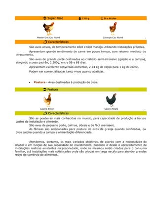 Master Gris Cou Plumé Colorcpk Cou Plumé .
São aves ativas, de temperamento dócil e fácil manejo utilizando instalações próprias.
Apresentam grande rendimento de carne em pouco tempo, com retorno imediato do
investimento.
São aves de grande porte destinadas ao criatório semi-intensivo (galpão e a campo),
atingindo o peso padrão, 2.200g, entre 56 e 68 dias.
Apresentam excelente conversão alimentar, 2,24 kg de ração para 1 kg de carne.
Podem ser comercializadas tanto vivas quanto abatidas.
• Postura - Aves destinadas à produção de ovos.
Caipira Brown Caipira Negra .
São as poedeiras mais conhecidas no mundo, pela capacidade de produção a baixos
custos de instalação e alimento.
São aves de pequeno porte, calmas, dóceis e de fácil manuseio.
As fêmeas são selecionadas para postura de ovos de granja quando confinadas, ou
ovos caipira quando a campo e alimentação diferenciada.
Atendemos, portanto, os mais variados objetivos, de acordo com a necessidade do
criador e em função de sua capacidade de investimento, podendo ir desde o aproveitamento de
instalações rústicas existentes na propriedade, onde os mesmos serão criados para o consumo
familiar, até instalações mais sofisticadas onde são criadas em larga escala para atender grandes
redes de comércio de alimentos.
 