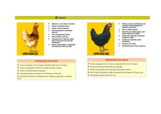 • Número 1 em todo o mundo.
• Penas vermelho claro.
• Patas e bico amarelo.
• Ovos grandes e vermelho
escuro.
• Ave de pequeno porte.
• Peso médio 1,95 kg.
• Consumo de 115g de ração
dia e 42 kg em um ano de
produção.
• Baixa mortalidade, chegando
no máximo a 8% ao ano.
PRODUÇÃO DE OVOS
• Inicia a produção com 4,5 meses, atingindo 50% com 5,5 meses;
• O pico de produção é de 93% na média durante 5 meses;
• Produz ovos tipicamente de granja;
• Produção total de ovos anual é de 25 dúzias ou 300 ovos;
• Conversão alimentar na produção é de 1,68kg de ração para 1 dúzia de
ovos.
• Penas pretas e brilhosas com
plumas avermelhadas na
cabeça e pescoço.
• Bico e patas pretas.
• Galinha de médio porte com
peso médio de 2200g.
• Acima de 150 dias consome
118g de ração.
• Criada no sistema semi-
intensivo.
• Produz 270 ovos.
• Excelente para ovos caipiras.
PRODUÇÃO DE OVOS
• Inicia a produção com 4,5 meses, atingindo 50% com 5,5 meses;
• No pico de postura atinge 82% de produção;
• Produz ovos grandes com coloração tipicamente caipira;
• Até o final de produção a ração consumida não ultrapassa 52 kg por ave;
• Mortalidade máximo de 8% ao ano.
 