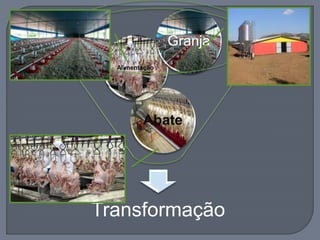 Transformação
Abate
Alimentação
Granja