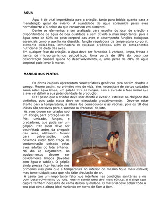 ÁGUA
Água é de vital importância para a criação, tanto para bebida quanto para a
manutenção geral do aviário. A quantidade de água consumida pelas aves
normalmente é o dobro da que consomem em alimento.
Dentre os elementos a ser analisada para escolha do local de criação a
disponibilidade de água de boa qualidade é sem dúvida o mais importante, pois a
água cerca de 60% do peso corporal das aves e desempenha funções biológicas
essenciais como o auxílio na digestão, função reguladora da temperatura corporal,
elemento metabólico, eliminadora de resíduos orgânicos, além de componentes
nutricional da dieta das aves.
Em qualquer fase da criação, a água deve ser fornecida à vontade, limpa, fresca e
isenta de microorganismos patogênicos. Uma perda de 10% do peso por
desidratação causará queda no desenvolvimento, e, uma perda de 20% da água
corporal pode levar à morte.
MANEJO DOS PINTOS
Os pintos caipiras apresentam características genéticas para serem criados a
campo. Mesmo assim, no primeiro mês de vida, eles necessitam de certos cuidados
como calor, água limpa, um galpão livre de fungos, pois é durante a fase inicial que
a ave vai definir a sua potencialidade de produção.
O 1º passo que o criador deve ficar atento é evitar o estresse na chegado dos
pintinhos, pois cada etapa deve ser executada gradativamente. Deve-se estar
atento para a temperatura, a altura dos comedouros e as vacinas, pois os 10 dias
inicias são decisivos para o sucesso ou fracasso do lote.
As aves devem ser criadas sob
um abrigo, para protegê-las de
frio, umidade, fungos, e
predadores, que pode ser um
galpão. Este local deve ser
desinfetado antes da chegada
das aves, utilizando formol
para pulverização, pois
devemos evitar todo traço de
contaminação deixado pelas
aves adultas do lote anterior.
No dia do alojamento, os
equipamentos devem ser
devidamente limpos (lavados
com água e sabão). O galpão
ainda precisa ficar fechado nos
primeiros dias para que a temperatura no interior do mesmo fique mais estável;
mas tome cuidado para que não falte circulação de ar.
A cama tem um importante fator que interfere nas condições sanitárias e no
bom desenvolvimento do lote. Mesmo sendo uma ave mais rústica, o frango tipo
caipira também necessita de cama de boa qualidade. O material deve cobrir todo o
seu piso com a altura ideal variando em torno de 5cm a 8cm.
 