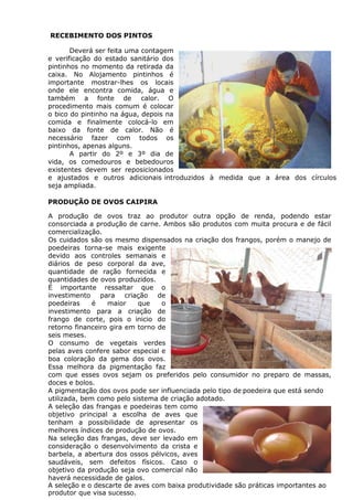 RECEBIMENTO DOS PINTOS
Deverá ser feita uma contagem
e verificação do estado sanitário dos
pintinhos no momento da retirada da
caixa. No Alojamento pintinhos é
importante mostrar-lhes os locais
onde ele encontra comida, água e
também a fonte de calor. O
procedimento mais comum é colocar
o bico do pintinho na água, depois na
comida e finalmente colocá-lo em
baixo da fonte de calor. Não é
necessário fazer com todos os
pintinhos, apenas alguns.
A partir do 2º e 3º dia de
vida, os comedouros e bebedouros
existentes devem ser reposicionados
e ajustados e outros adicionais introduzidos à medida que a área dos círculos
seja ampliada.
PRODUÇÃO DE OVOS CAIPIRA
A produção de ovos traz ao produtor outra opção de renda, podendo estar
consorciada a produção de carne. Ambos são produtos com muita procura e de fácil
comercialização.
Os cuidados são os mesmo dispensados na criação dos frangos, porém o manejo de
poedeiras torna-se mais exigente
devido aos controles semanais e
diários de peso corporal da ave,
quantidade de ração fornecida e
quantidades de ovos produzidos.
É importante ressaltar que o
investimento para criação de
poedeiras é maior que o
investimento para a criação de
frango de corte, pois o inicio do
retorno financeiro gira em torno de
seis meses.
O consumo de vegetais verdes
pelas aves confere sabor especial e
boa coloração da gema dos ovos.
Essa melhora da pigmentação faz
com que esses ovos sejam os preferidos pelo consumidor no preparo de massas,
doces e bolos.
A pigmentação dos ovos pode ser influenciada pelo tipo de poedeira que está sendo
utilizada, bem como pelo sistema de criação adotado.
A seleção das frangas e poedeiras tem como
objetivo principal a escolha de aves que
tenham a possibilidade de apresentar os
melhores índices de produção de ovos.
Na seleção das frangas, deve ser levado em
consideração o desenvolvimento da crista e
barbela, a abertura dos ossos pélvicos, aves
saudáveis, sem defeitos físicos. Caso o
objetivo da produção seja ovo comercial não
haverá necessidade de galos.
A seleção e o descarte de aves com baixa produtividade são práticas importantes ao
produtor que visa sucesso.
 
