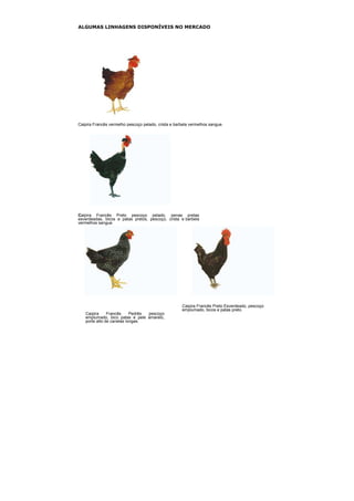 ALGUMAS LINHAGENS DISPONÍVEIS NO MERCADO
Caipira Francês vermelho pescoço pelado, crista e barbela vermelhos sangue.
Caipira Francês Preto pescoço pelado, penas pretas
esverdeadas, bicos e patas pretos, pescoço, crista e barbela
vermelhos sangue.
Caipira Francês Preto Esverdeado, pescoço
emplumado, bicos e patas preto.
Caipira Francês Pedrês pescoço
emplumado, bico patas e pele amarelo,
porte alto de canelas longas.
 