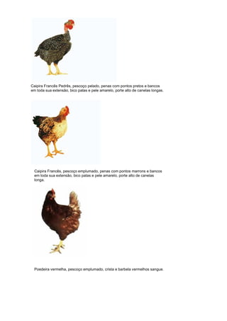 Caipira Francês Pedrês, pescoço pelado, penas com pontos pretos e bancos
em toda sua extensão, bico patas e pele amarelo, porte alto de canelas longas.
Caipira Francês, pescoço emplumado, penas com pontos marrons e bancos
em toda sua extensão, bico patas e pele amarelo, porte alto de canelas
longa.
Poedeira vermelha, pescoço emplumado, crista e barbela vermelhos sangue.
 