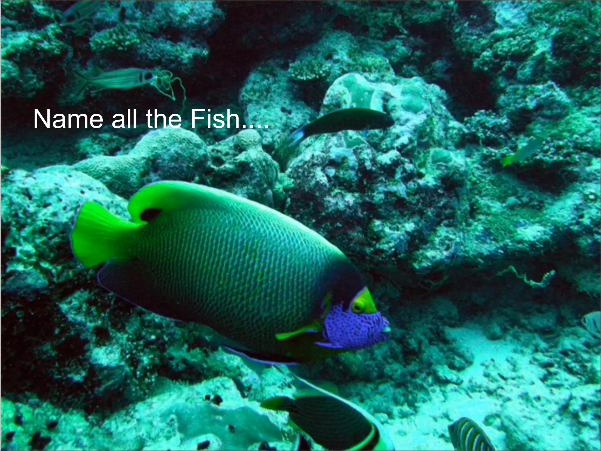 Frank Mantek Google G Data