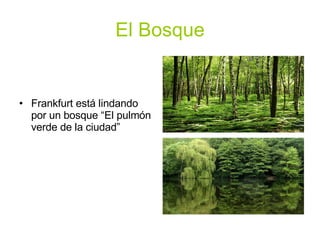 El Bosque Frankfurt está lindando por un bosque “El pulmón verde de la ciudad” 