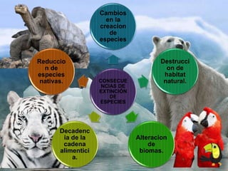 CONSECUE
NCIAS DE
EXTINCIÓN
DE
ESPECIES
Cambios
en la
creacion
de
especies
Destrucci
on de
habitat
natural.
Alteracion
de
biomas.
Decadenc
ia de la
cadena
alimentici
a.
Reduccio
n de
especies
nativas.
 
