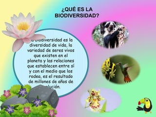 ¿QUÉ ES LA
BIODIVERSIDAD?
La biodiversidad es la
diversidad de vida, la
variedad de seres vivos
que existen en el
planeta y las relaciones
que establecen entre sí
y con el medio que los
rodea, es el resultado
de millones de años de
evolución.
 