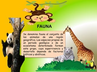 FAUNA
Se denomina fauna al conjunto de
los animales de una región
geográfica. Las especies propias de
un periodo geológico o de un
ecosistema determinado forman
este grupo, cuya supervivencia y
desarrollo depende de factores
bióticos y abióticos.
 