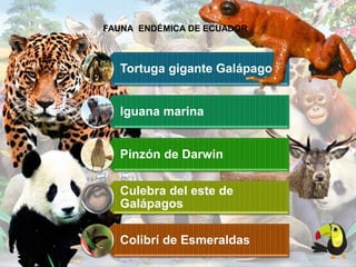Tortuga gigante Galápagos
Iguana marina
Pinzón de Darwin
Culebra del este de
Galápagos
Colibrí de Esmeraldas
FAUNA ENDÉMICA DE ECUADOR
 