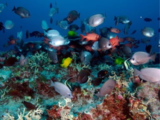 Pecha Kucha: Nebenläufigkeit als natürliches Paradigma