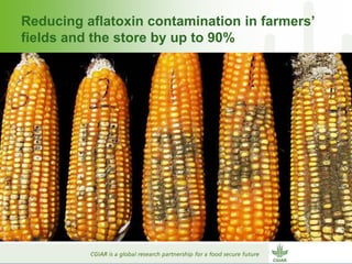 Why dry areas should invest massively in innovation to ensure food security