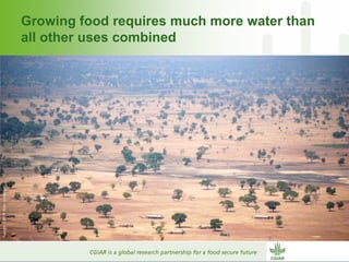Why dry areas should invest massively in innovation to ensure food security