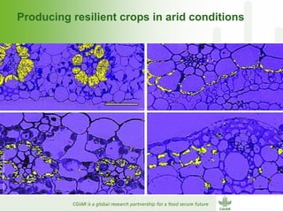 Why dry areas should invest massively in innovation to ensure food security