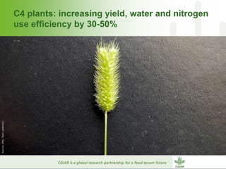 Why dry areas should invest massively in innovation to ensure food security