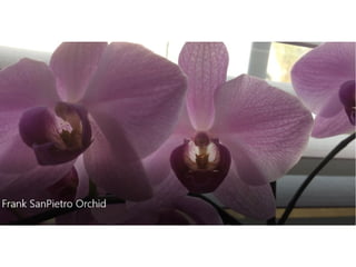Frank SanPietro Orchid