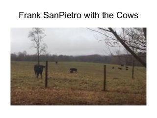 Frank SanPietro with the Cows
 