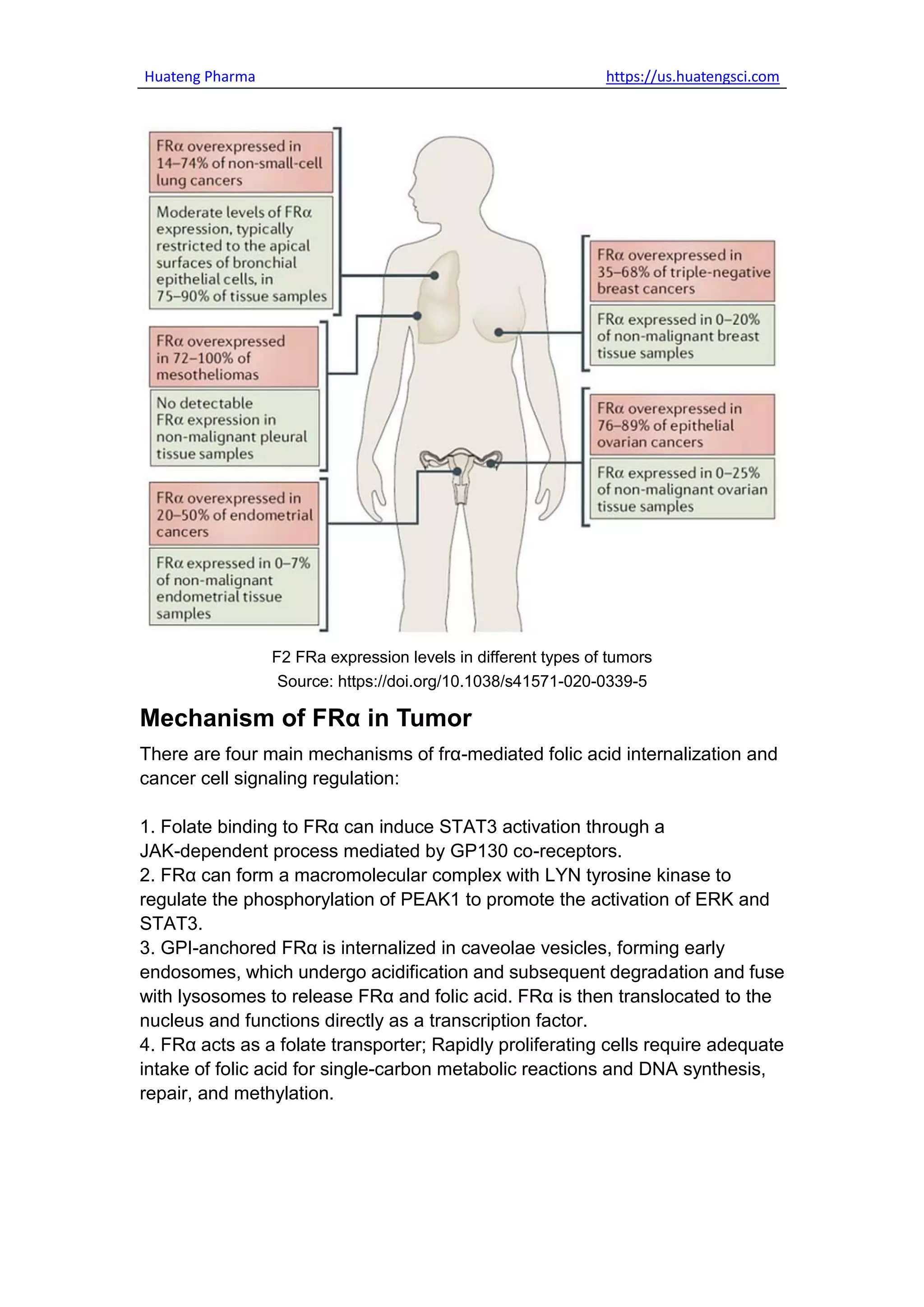 FRα Another Hot Target In The ADC Field.pdf