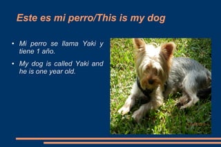 Este es mi perro/This is my dog
●

●

Mi perro se llama Yaki y
tiene 1 año.
My dog is called Yaki and
he is one year old.

 