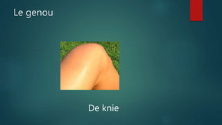Le genou
De knie
 