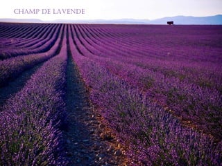 Champ de de laVeNde
  chamP
         Lavende
 