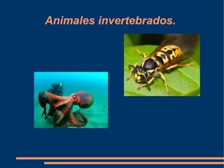 Animales invertebrados. 
