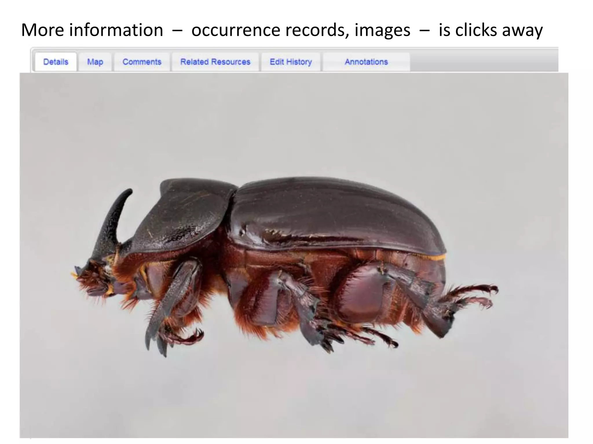 More information – occurrence records, images – is clicks away

 