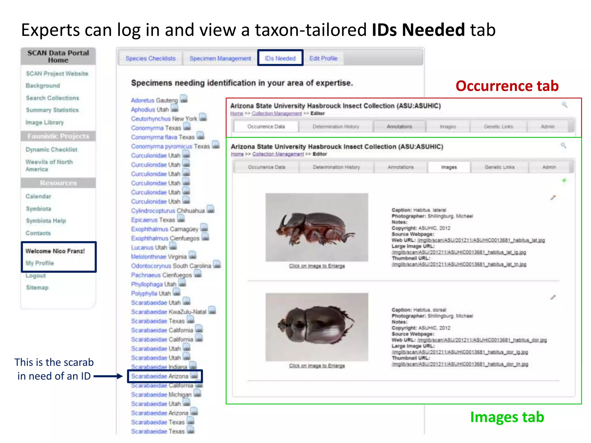 Experts can log in and view a taxon-tailored IDs Needed tab
Occurrence tab

This is the scarab
in need of an ID

Images tab

 