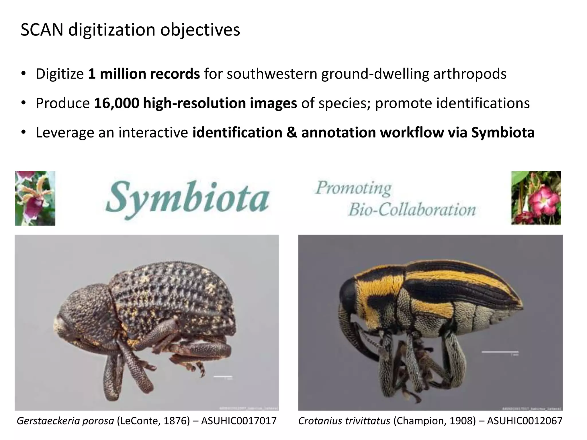 SCAN digitization objectives
• Digitize 1 million records for southwestern ground-dwelling arthropods
• Produce 16,000 high-resolution images of species; promote identifications
• Leverage an interactive identification & annotation workflow via Symbiota

Gerstaeckeria porosa (LeConte, 1876) – ASUHIC0017017

Crotanius trivittatus (Champion, 1908) – ASUHIC0012067

 
