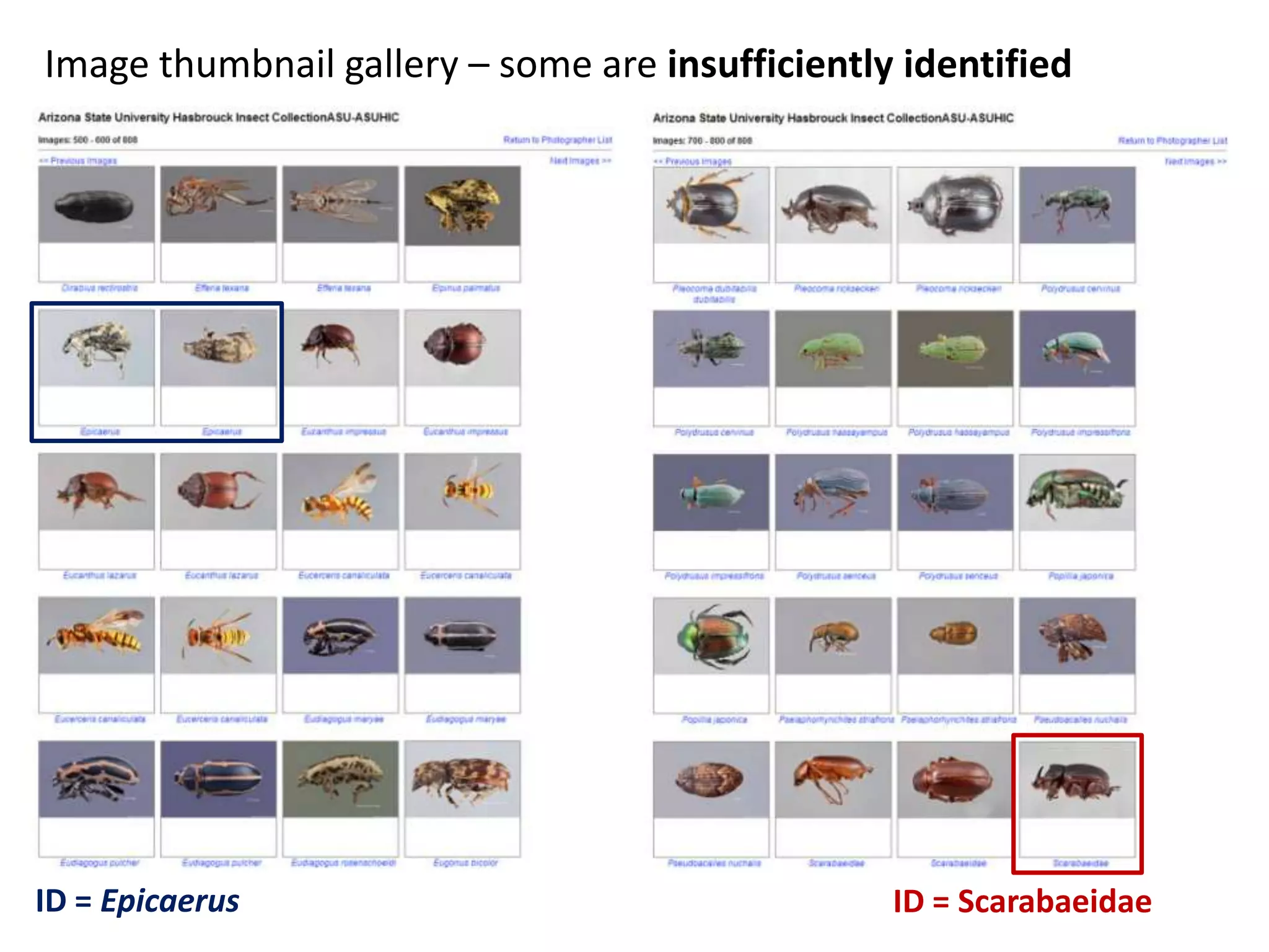 Image thumbnail gallery – some are insufficiently identified

ID = Epicaerus

ID = Scarabaeidae

 