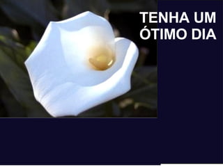TENHA UM ÓTIMO DIA 