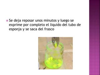  Se deja reposar unos minutos y luego se
exprime por completo el liquido del tubo de
esponja y se saca del frasco
 