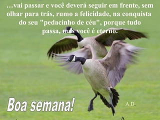 …vai passar e você deverá seguir em frente, sem
olhar para trás, rumo a felicidade, na conquista
do seu "pedacinho de céu", porque tudo
passa, mas você é eterno.
A.D.
 