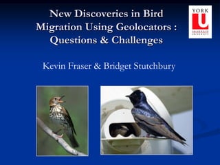 L. Elliot New Discoveries in Bird Migration Using Geolocators : Questions & Challenges Kevin Fraser & Bridget Stutchbury 