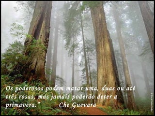 Os poderosos podem matar uma, duas ou até
três rosas, mas jamais poderão deter a
primavera.”       Che Guevara
 