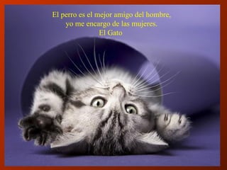 El perro es el mejor amigo del hombre,  yo me encargo de las mujeres. El Gato  