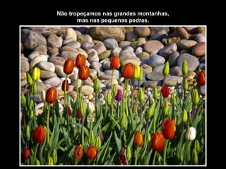 Não tropeçamos nas grandes montanhas,
       mas nas pequenas pedras.
 