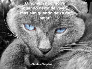 O homem não morre quando deixa de viver, mas sim quando deixa de amar. (Charles Chaplin)  