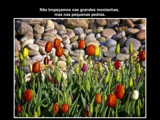 Não tropeçamos nas grandes montanhas,
       mas nas pequenas pedras.
 